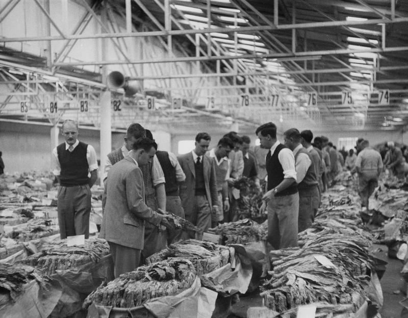 Black and white photograph of men at an indoor market looking at rows of dried tobacco leaves in bundles